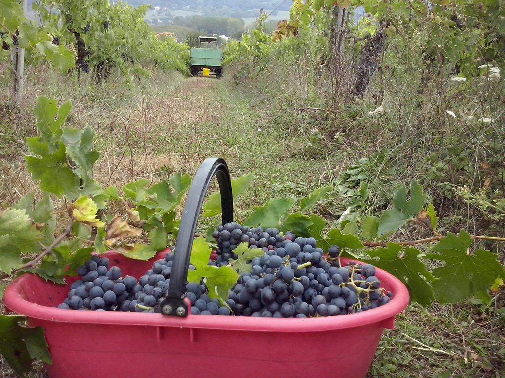 Agriturismo La Querce Риньяно-сулл'Арно Номер фото